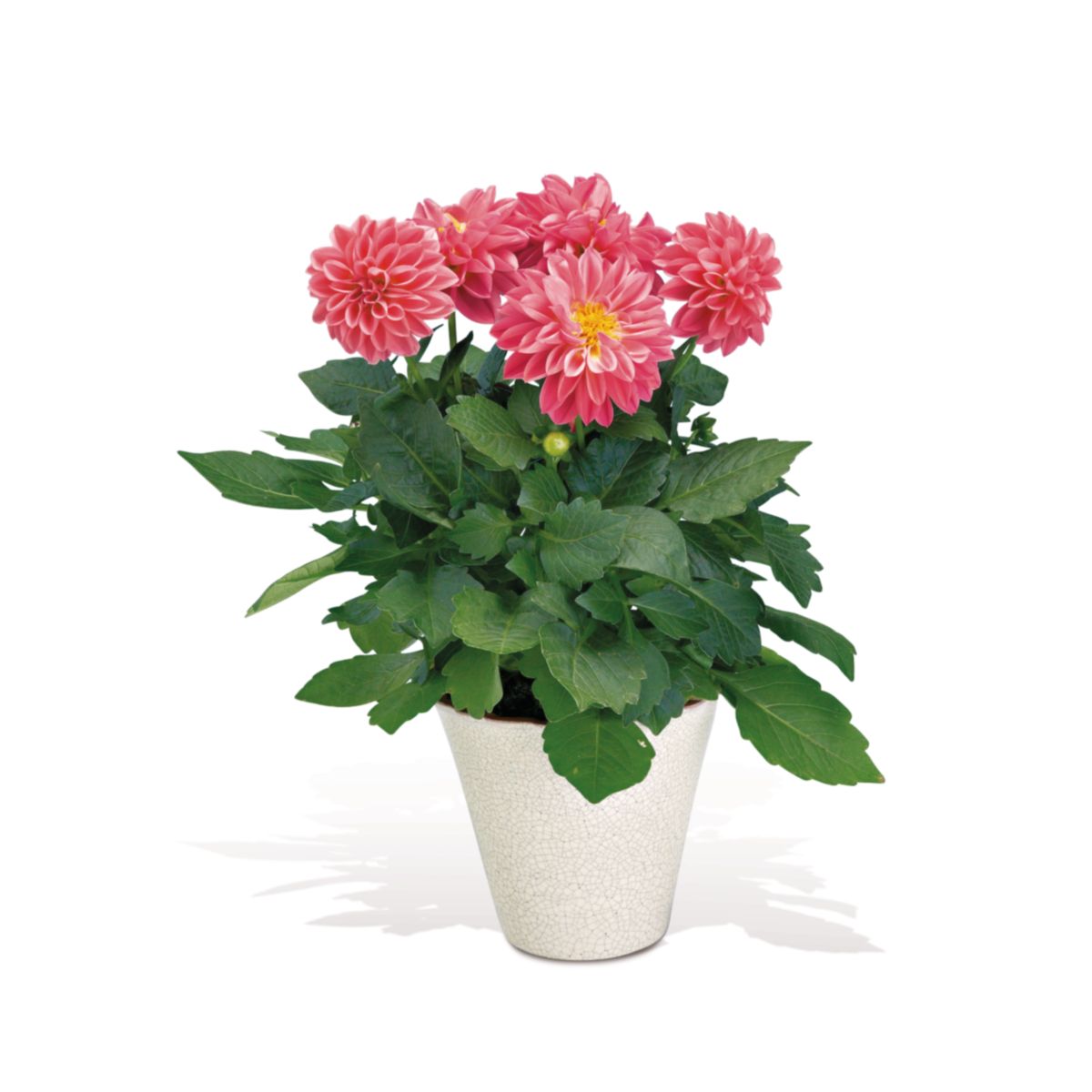 Plantiflor  Dahlien verschiedene Farben T 10,5