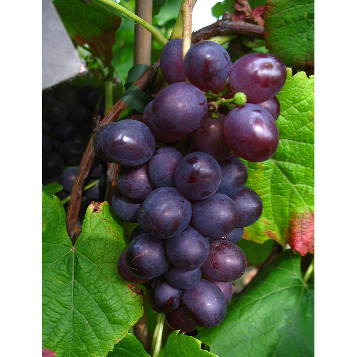 Weinrebe Blauer Muskateller blau