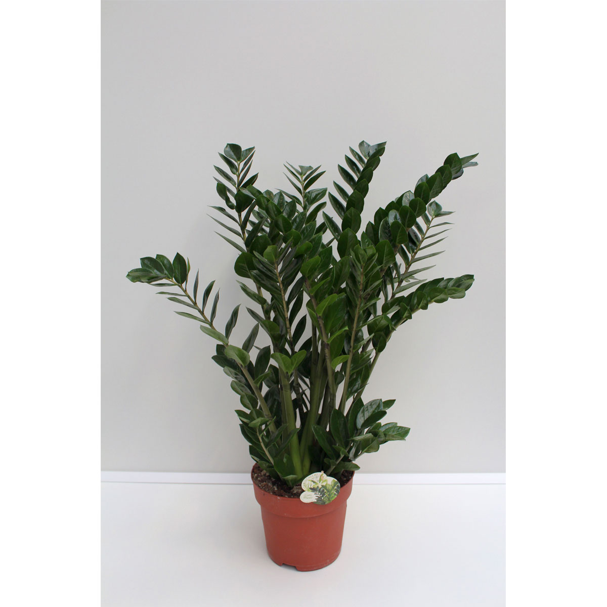 Plantiflor Zamie Glücksfeder 90 cm Topf 19 cm