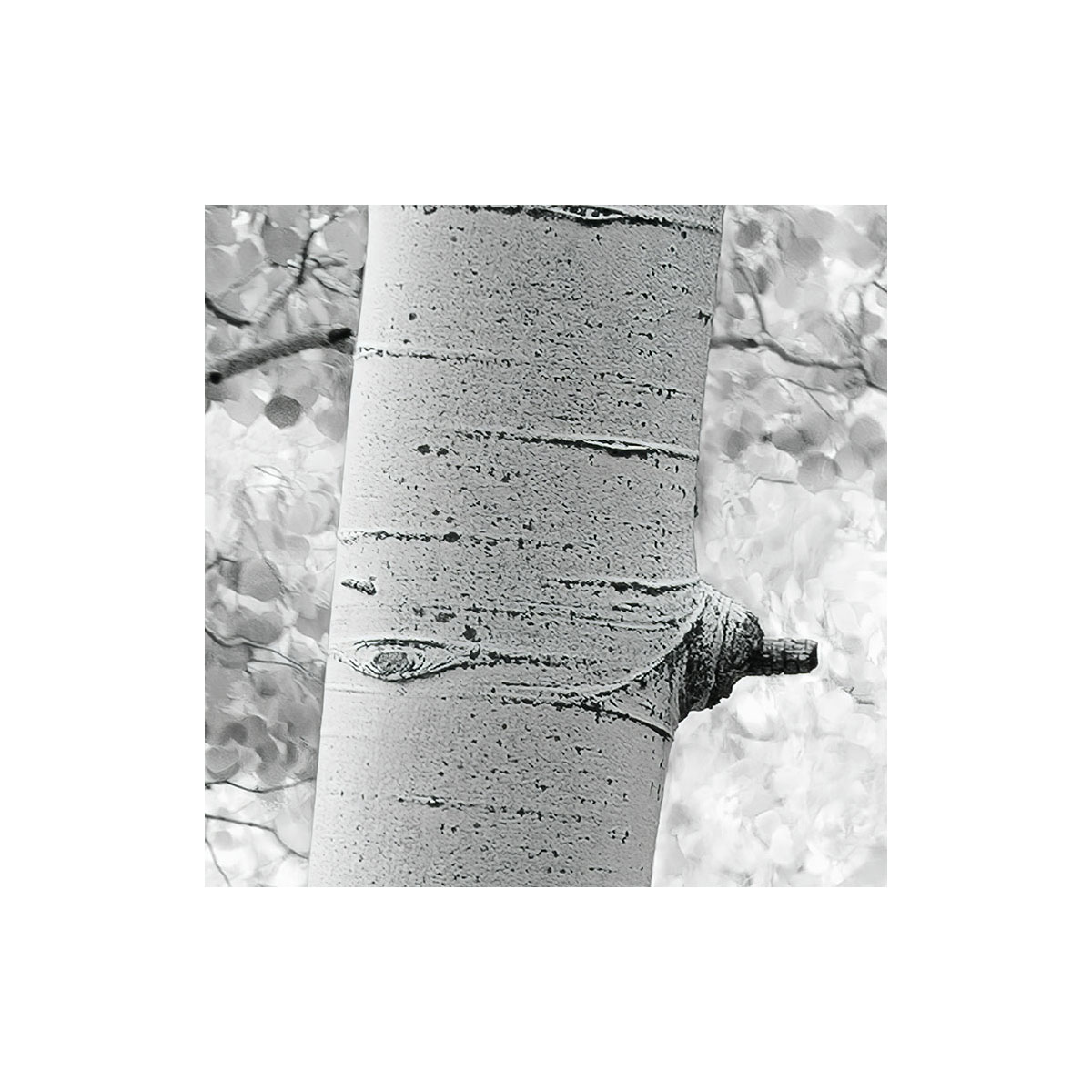 Komar  Vlies Fototapete Espenwald 450x280 cm Bild 4