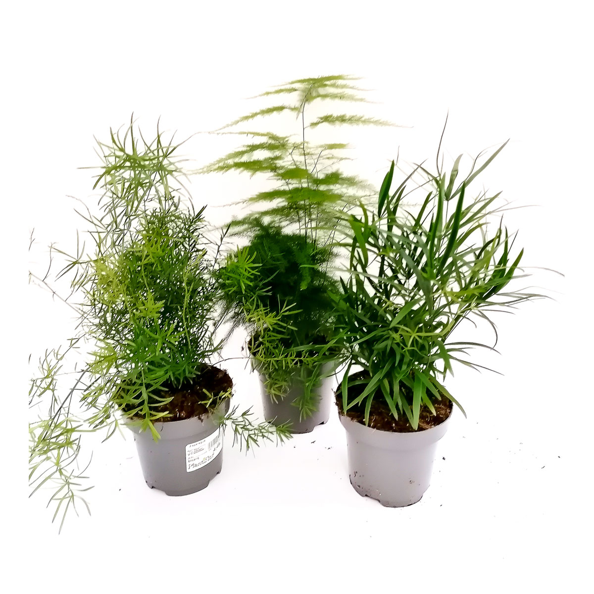 Plantiflor  Zierspargel-Mix T12