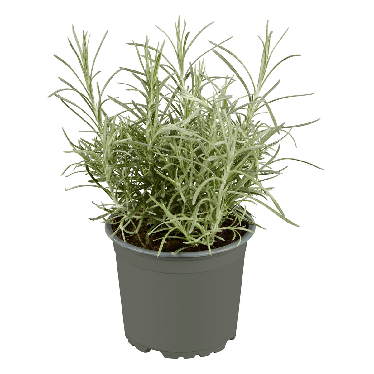 Plantiflor  Gourmetkräuter Currykraut Topf 12 cm