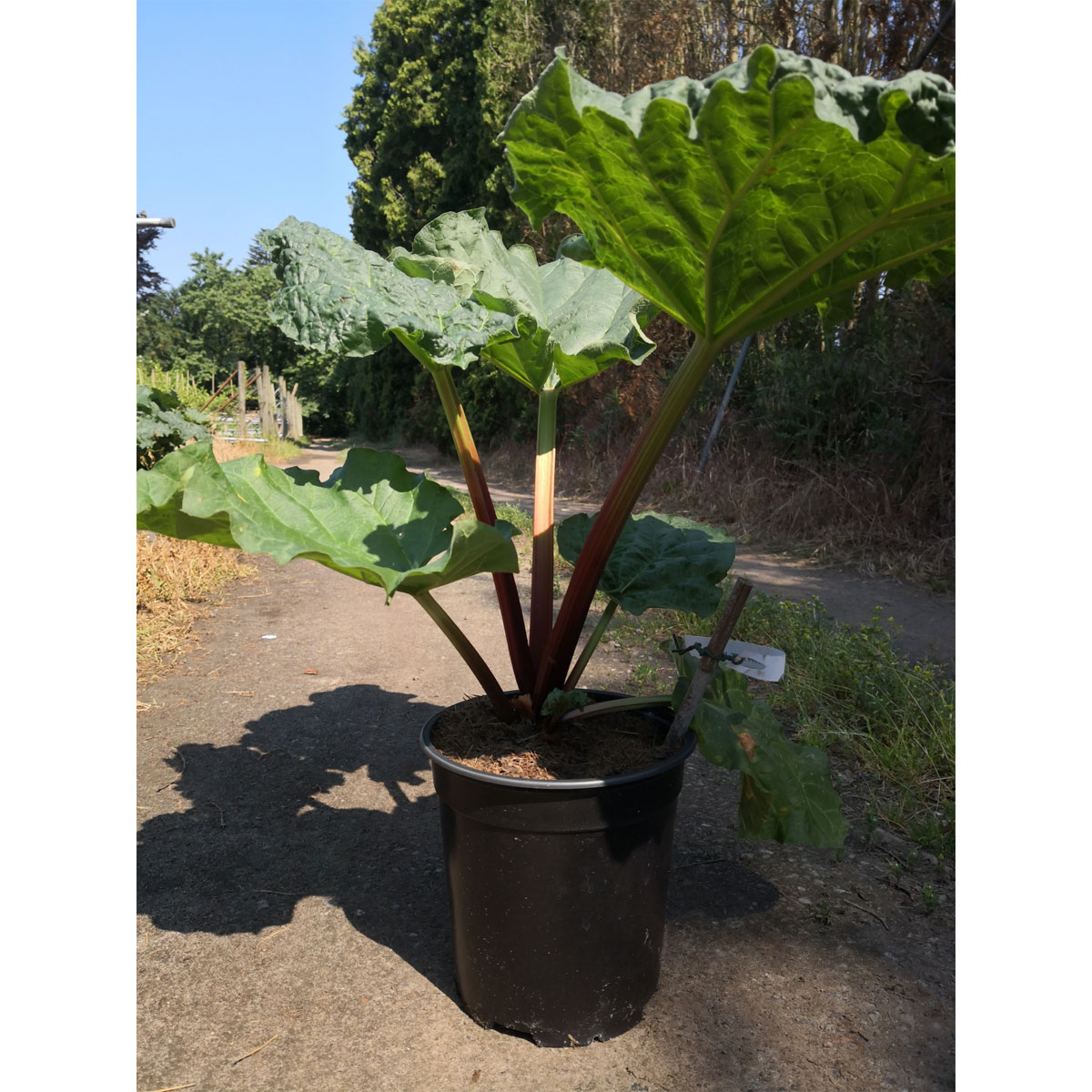 Rhabarber The Sutton