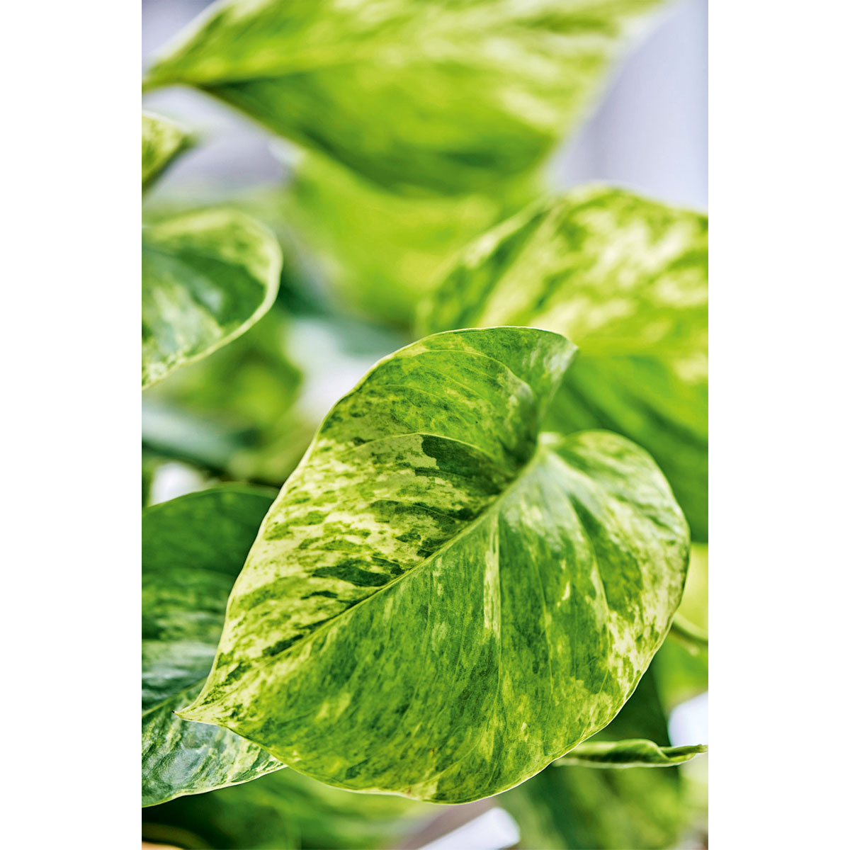 Plantiflor  Efeutute Topf Durchmesser 12 cm Bild 3