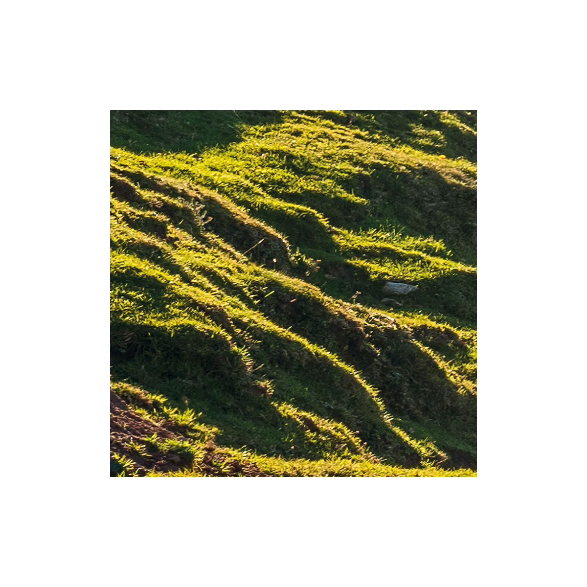 Komar  Vlies Fototapete Picos de Europe Alm 450x280 cm Bild 3