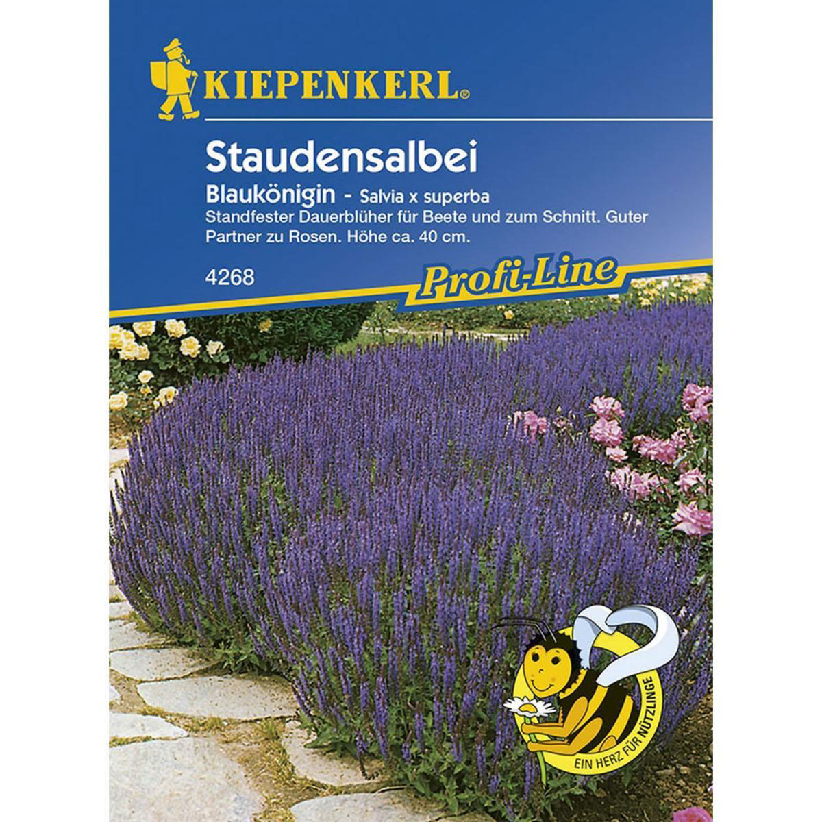 Kiepenkerl Staudensalbei Blaukönigin Profi-Line