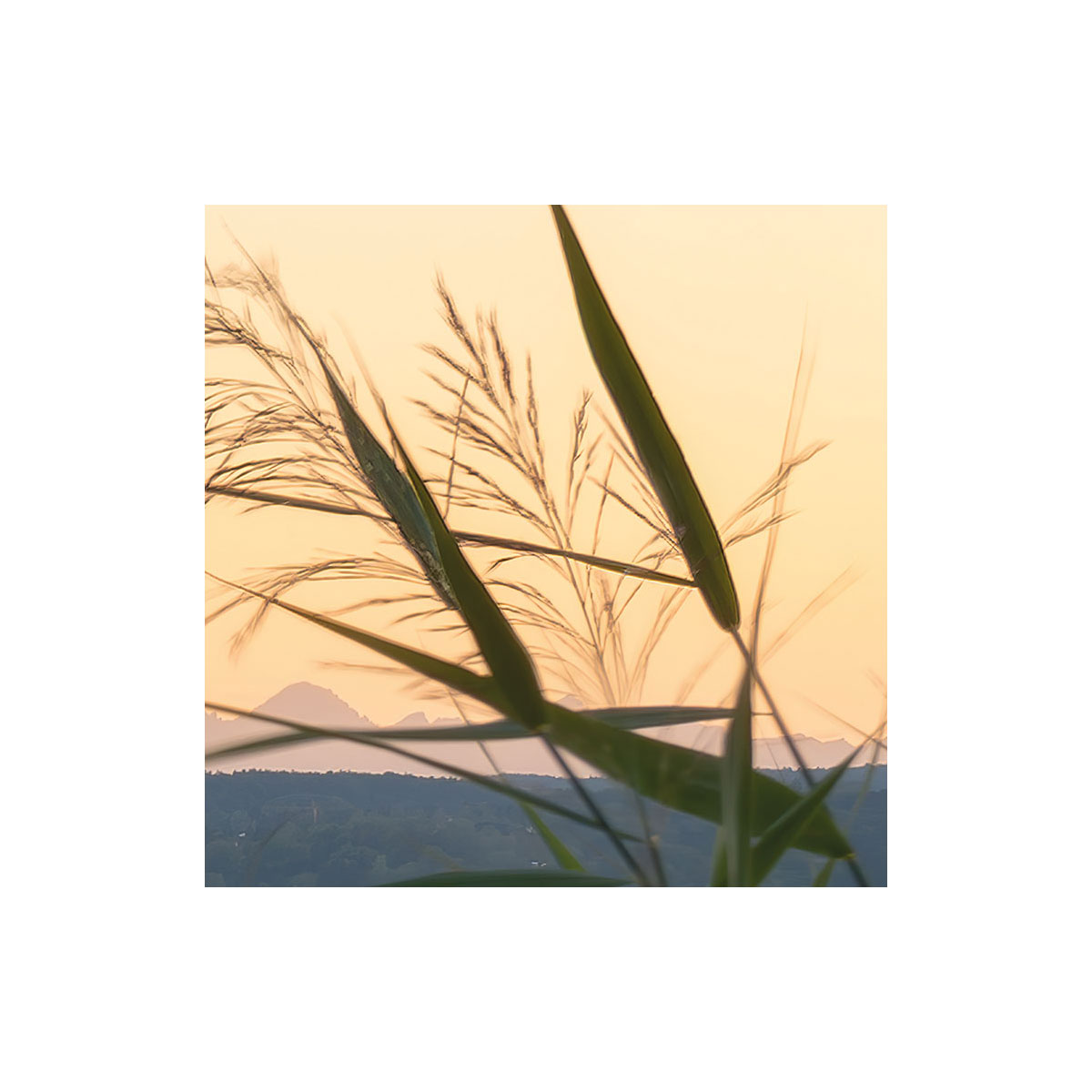 Komar  Vlies Fototapete Pastell 450x280 cm Bild 7