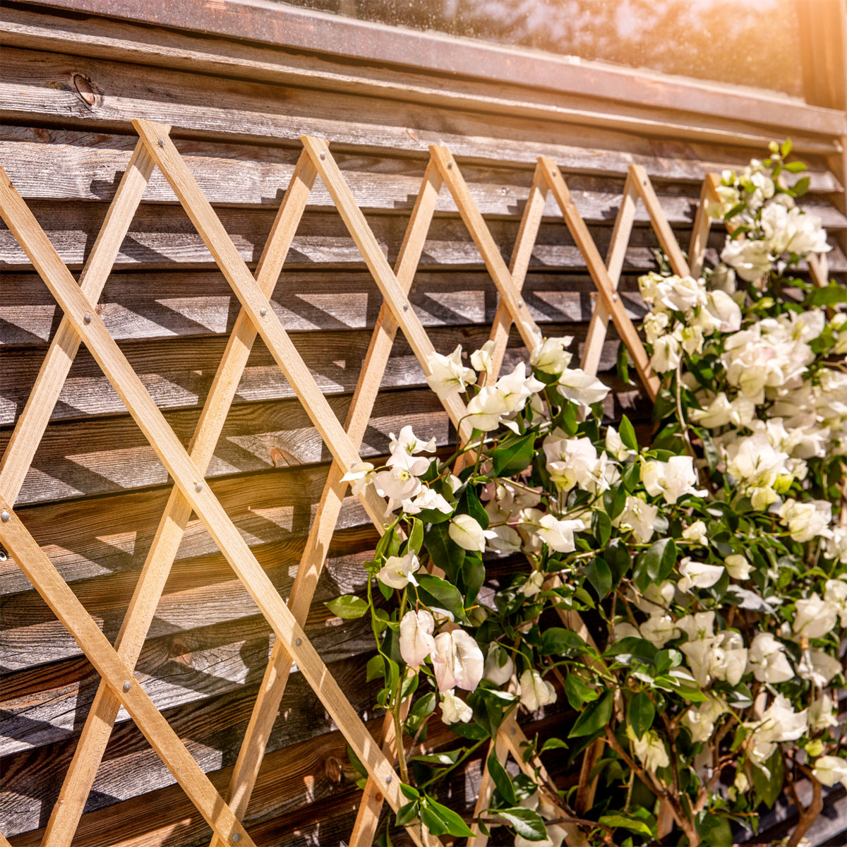 Windhager  Holz-Spalier 120x180 cm