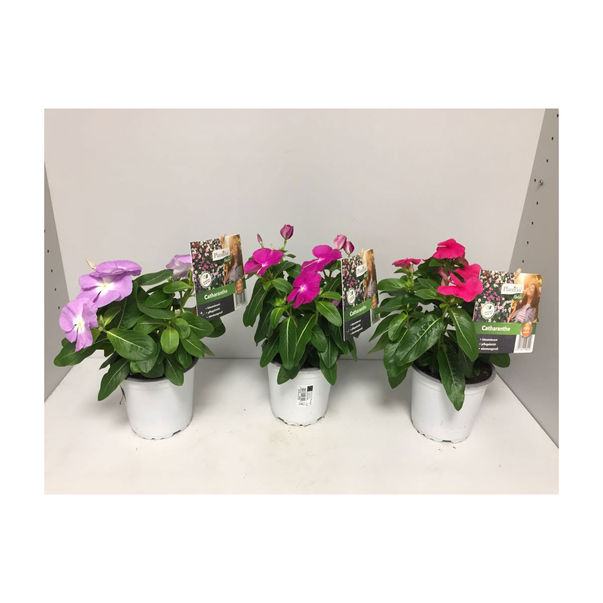 Plantiflor Rosafarbene Catharanthe verschiedene Farben T12