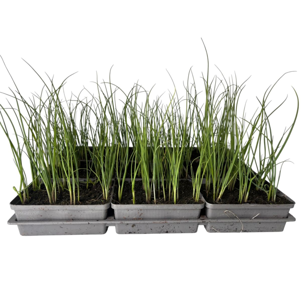 Plantiflor Gemüsejungpflanze Porre/Lauch 6er-Tray
