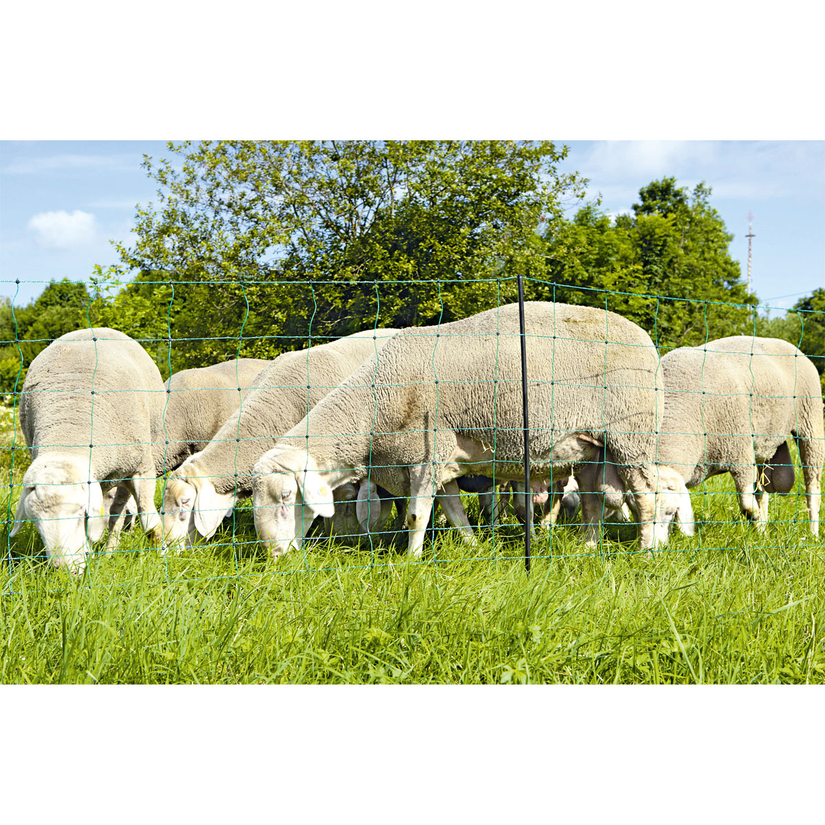 OviNet Schafnetz grün Bild 2