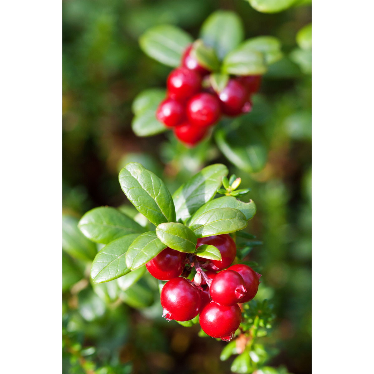 Plantiflor Großfruchtige Moosbeere Topf Durchmesser 17 cm Bild 1