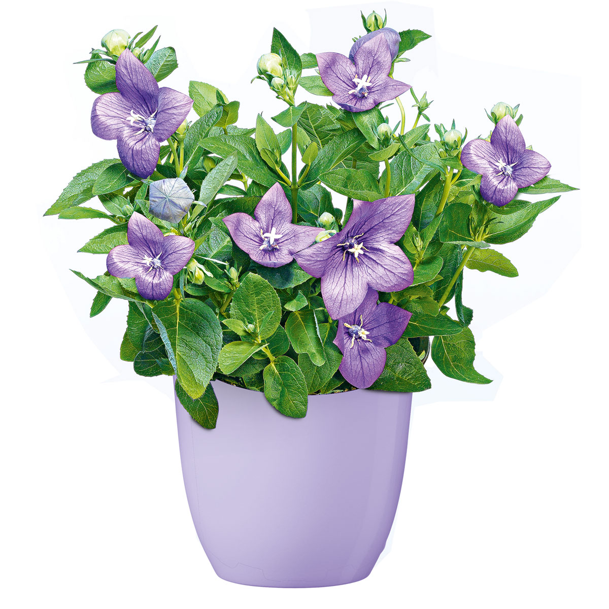 Plantiflor  Ballonblume Ton in Ton Topf- Durchmesser 12 cm Bild 3