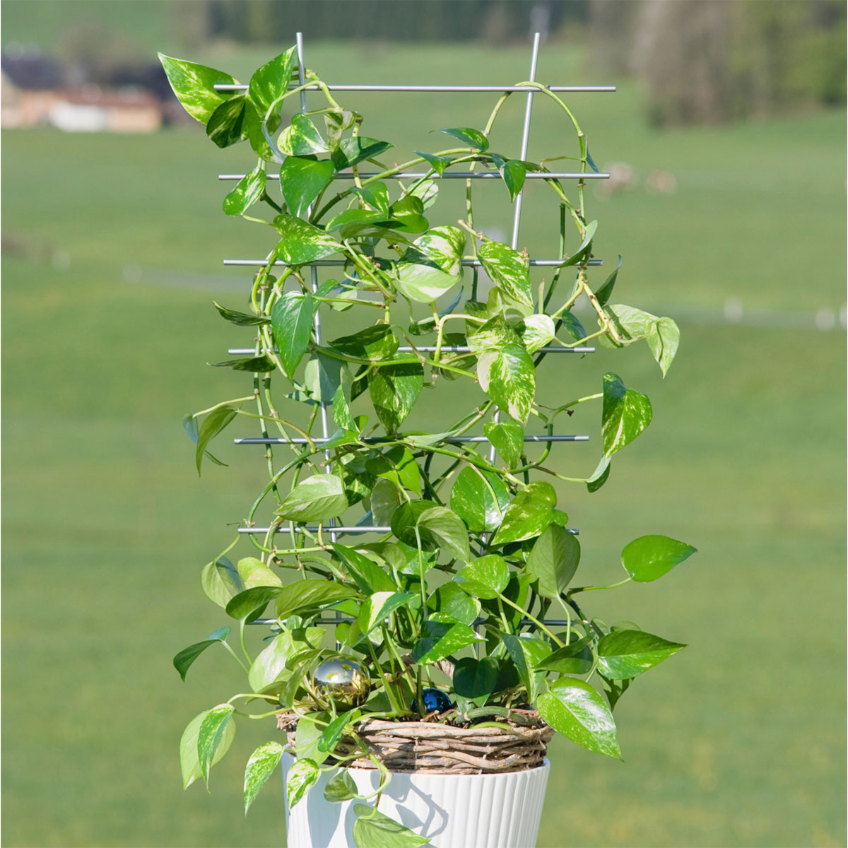 Windhager  Blumenstütze 77x34 cm metall Bild 2