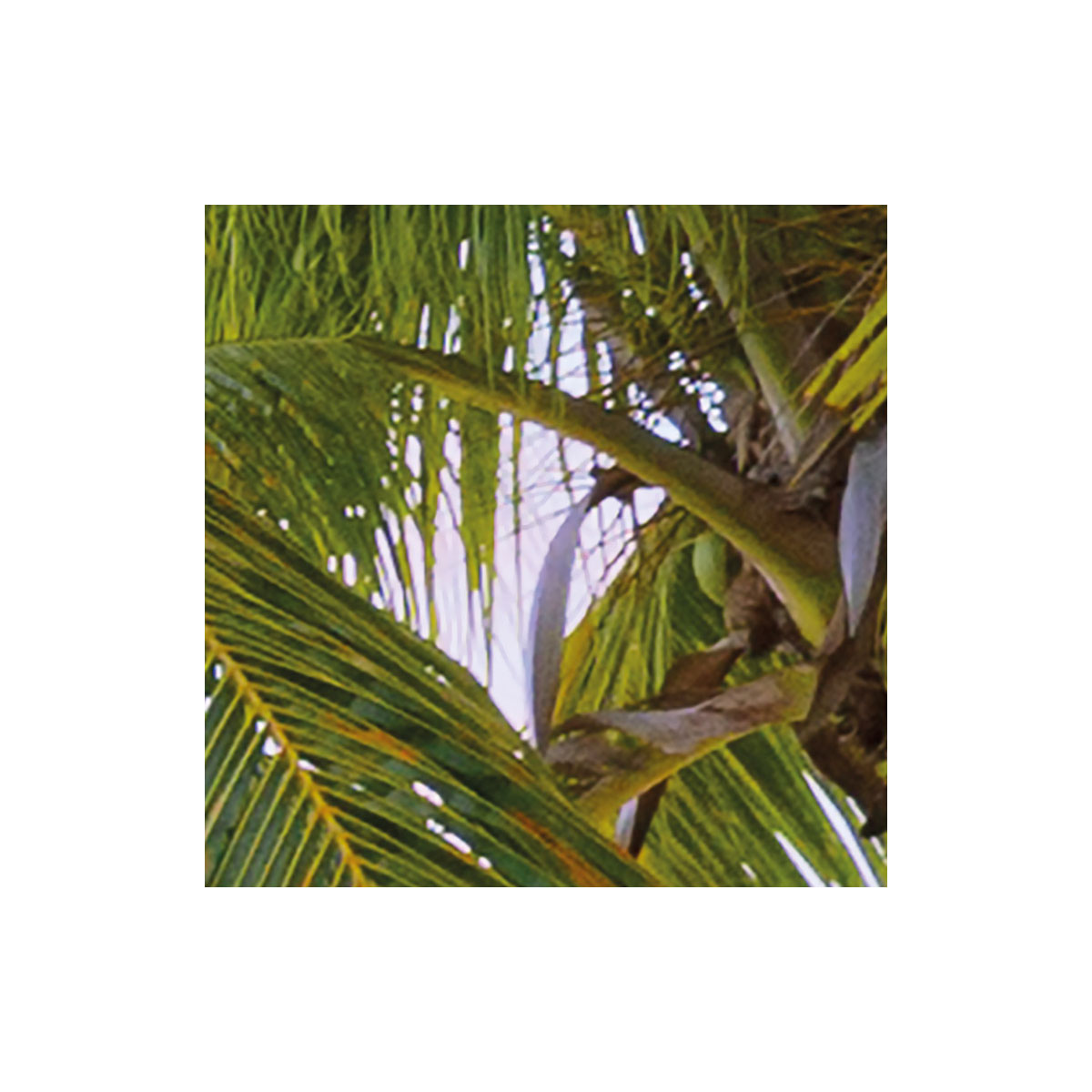 Komar  Vlies Fototapete Paradise Morning 368x248 cm Bild 8