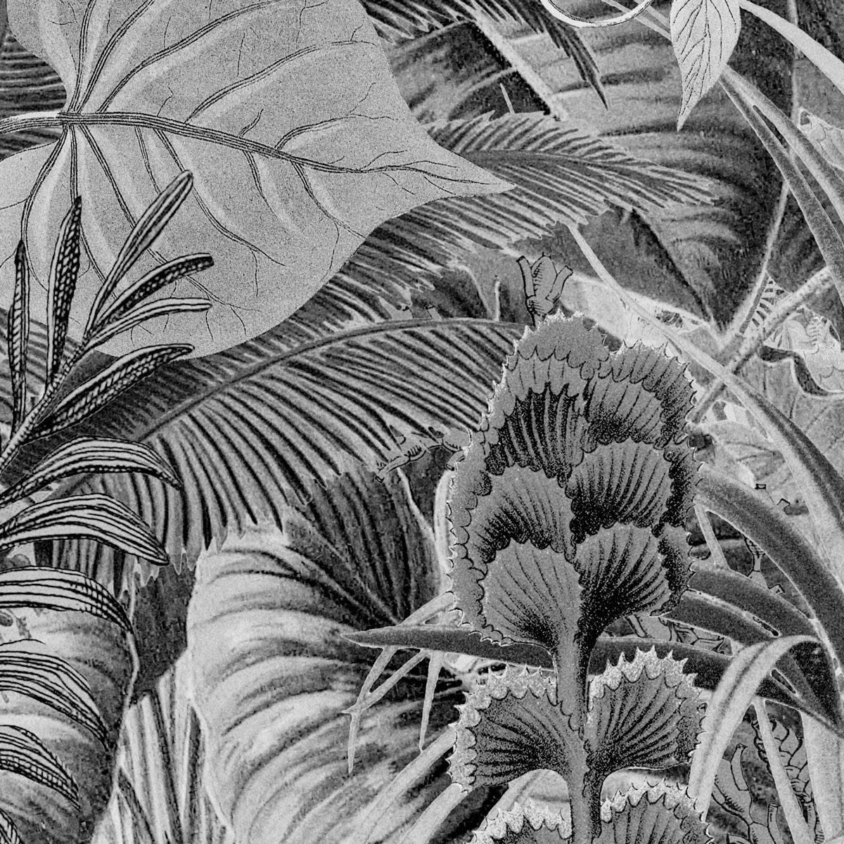Komar  Vlies Fototapete Lac Tropical Black & White 200x270 cm Bild 8