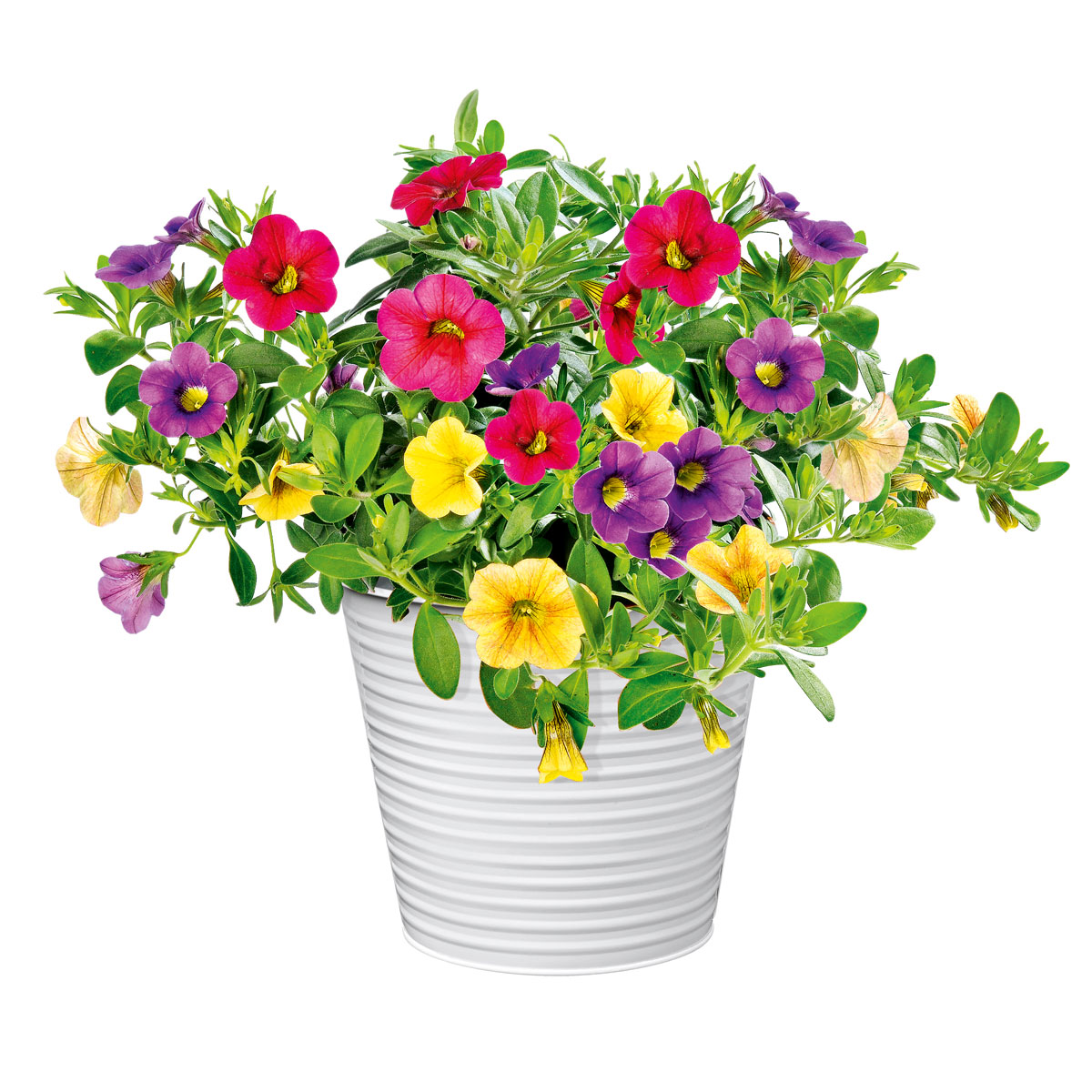 Plantiflor  Zauberglöckchen dreifarbig Topf Durchmesser 12 cm Bild 3