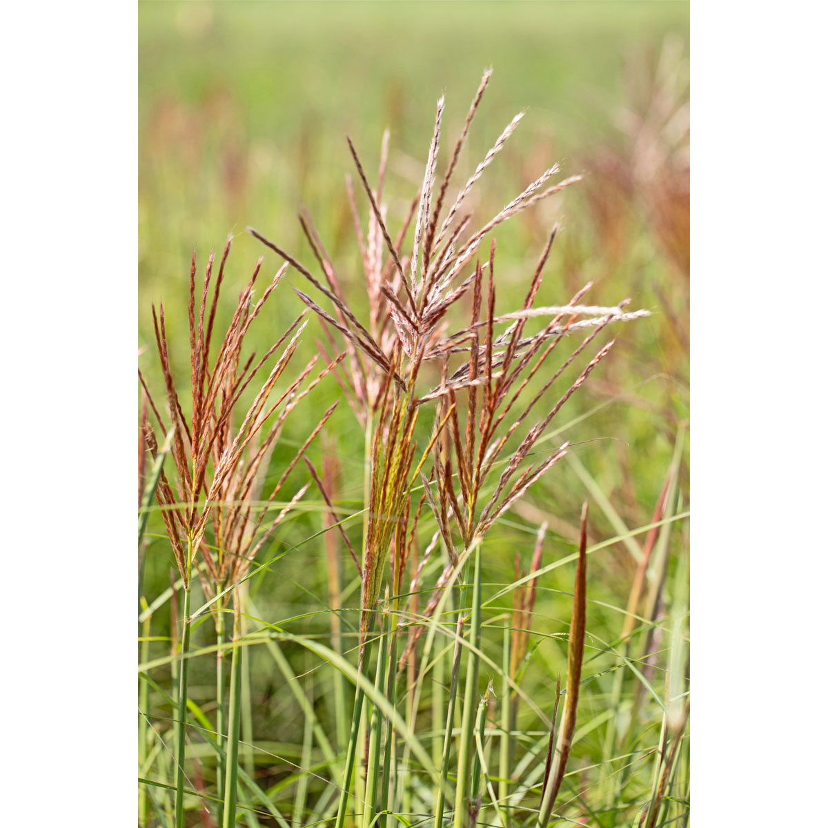 Plantiflor  Solitär-Gräser Topf Durchmesser 23 cm Bild 3