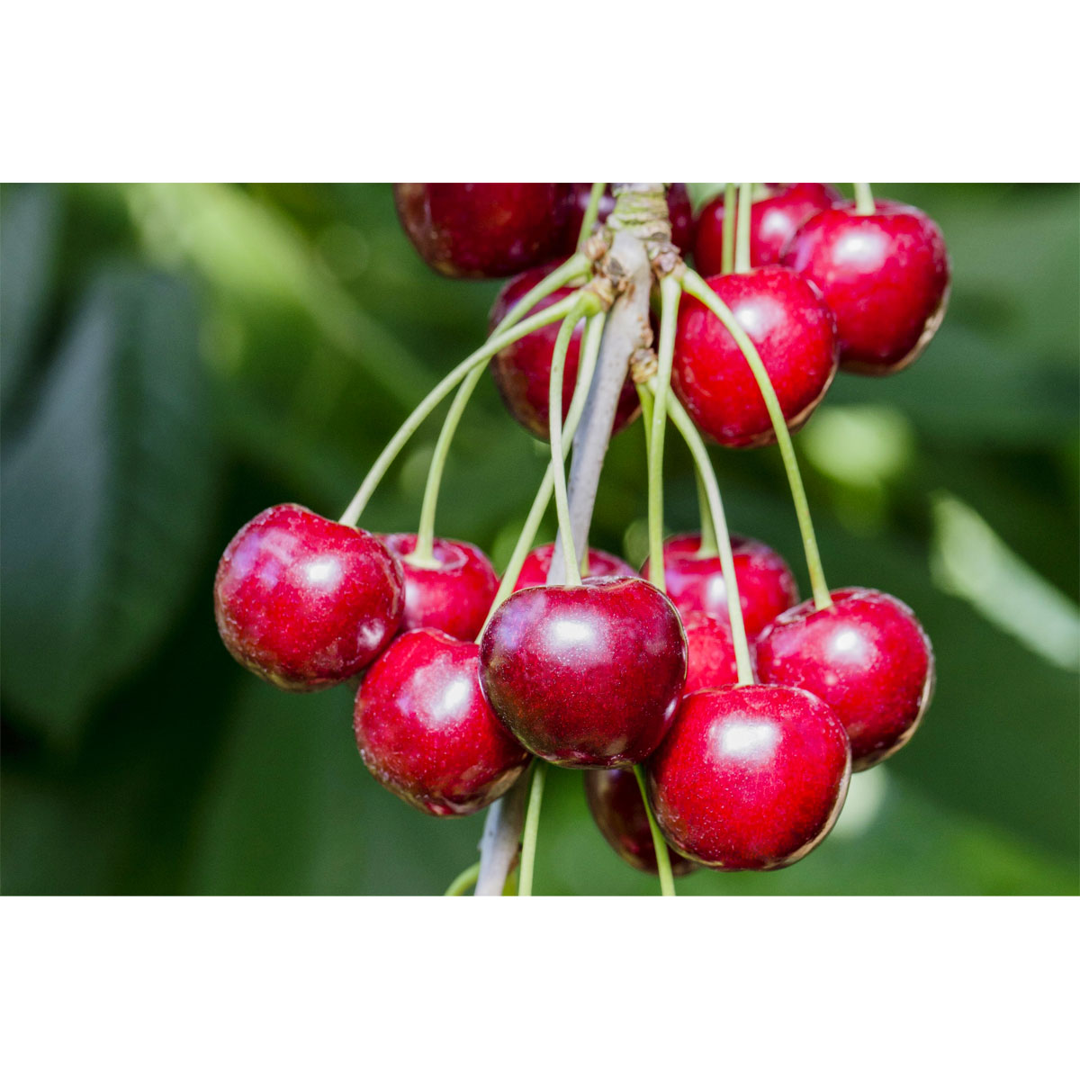 Plantiflor Süßkirsche Hedelfinger Busch Topf Durchmesser 28 cm Bild 2