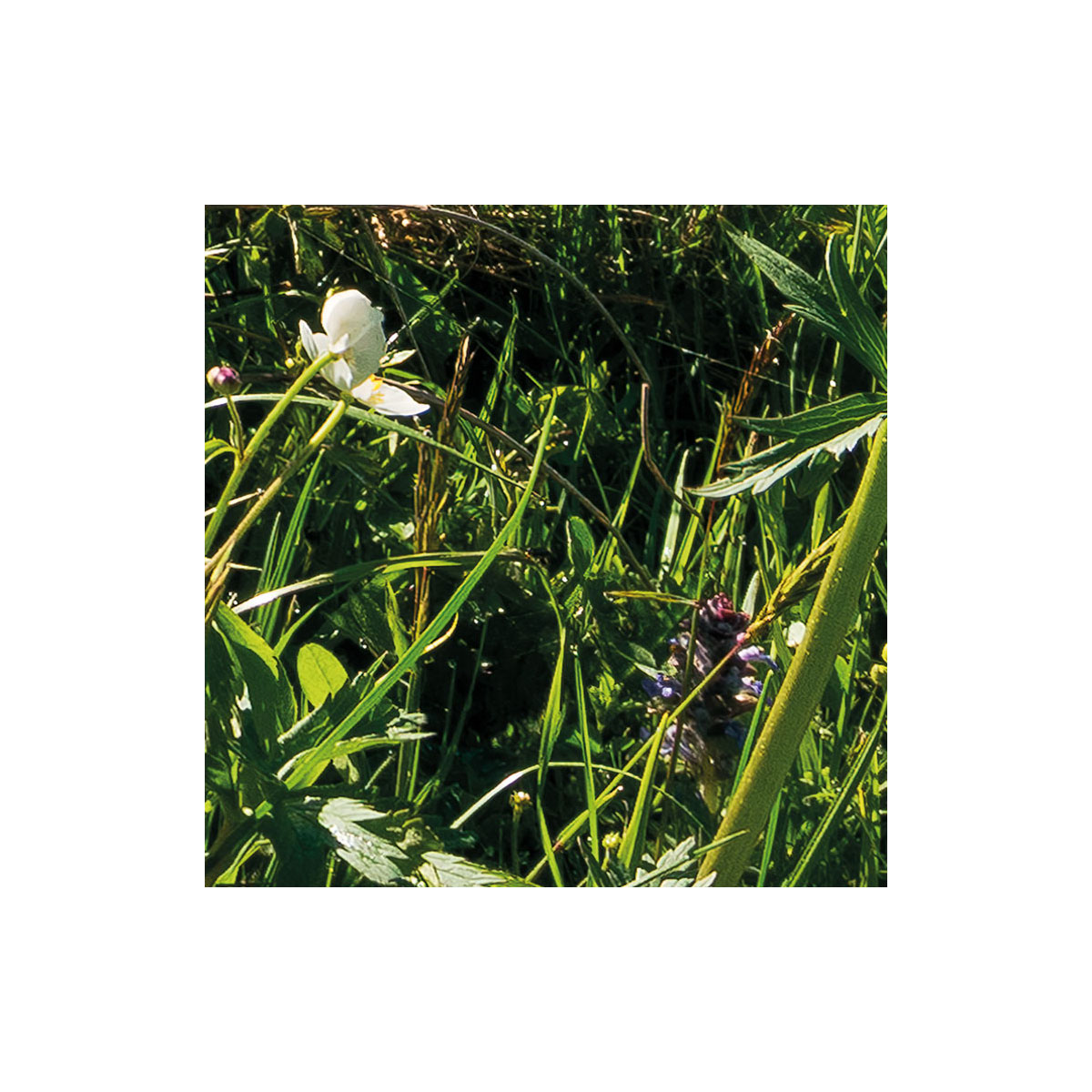 Komar  Vlies Fototapete Alpenglück 400x280 cm Bild 5