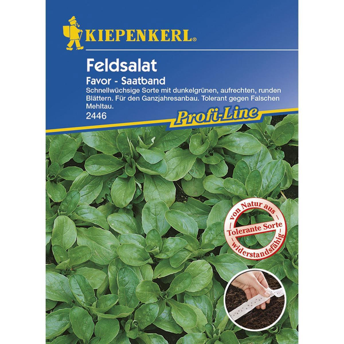 Kiepenkerl Salat Batavia-Salat Teide rot und Leny grün