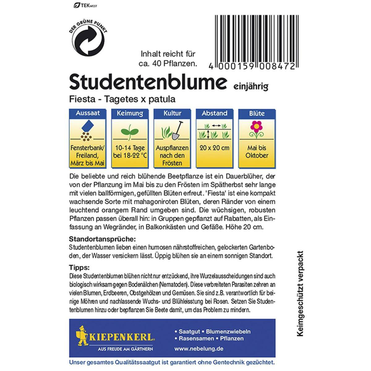 Kiepenkerl Tagetes x patula Fiesta Bild 2