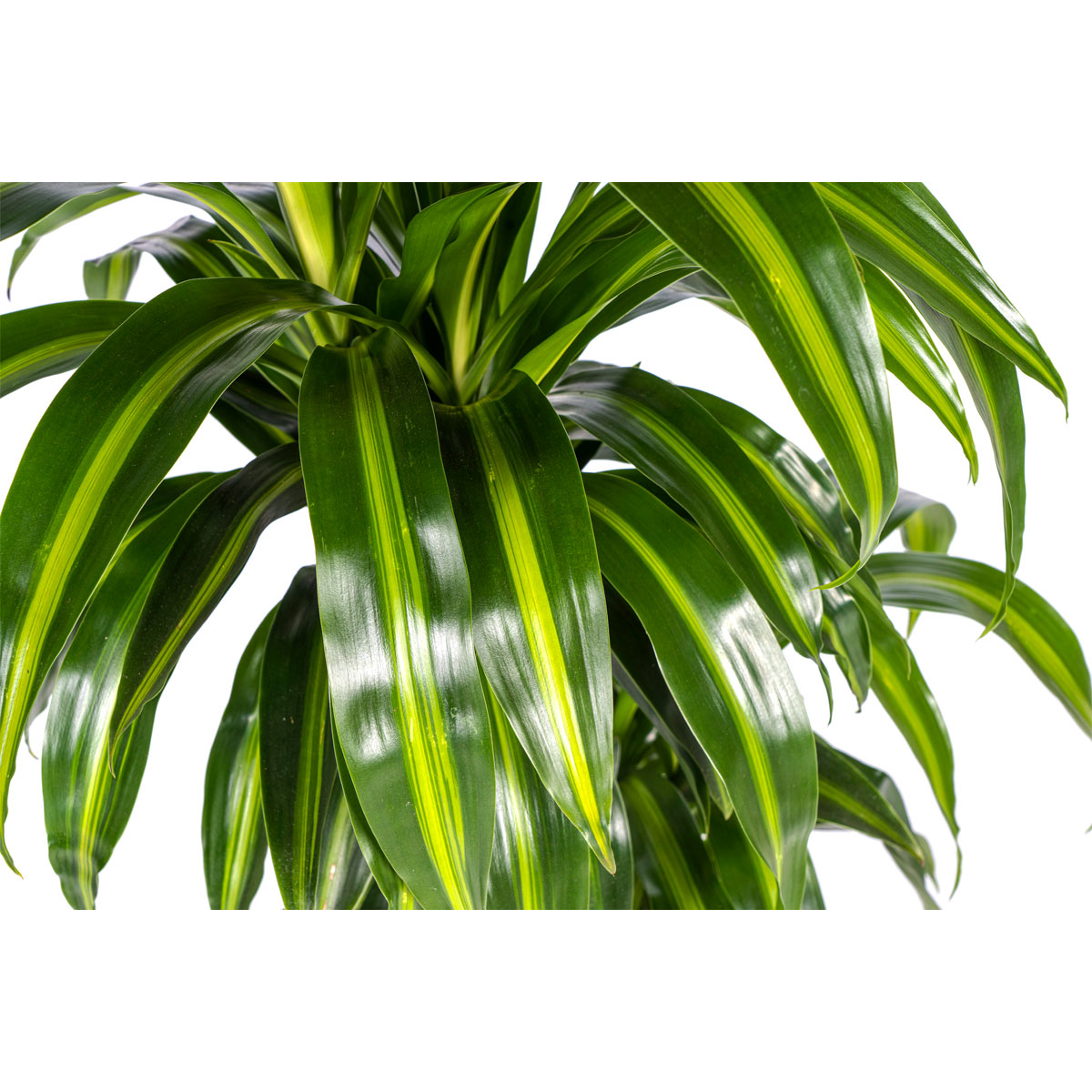 Duftender Drachenbaum „Hawaiian Sunshine“, Topf Ø 21 cm Bild 3