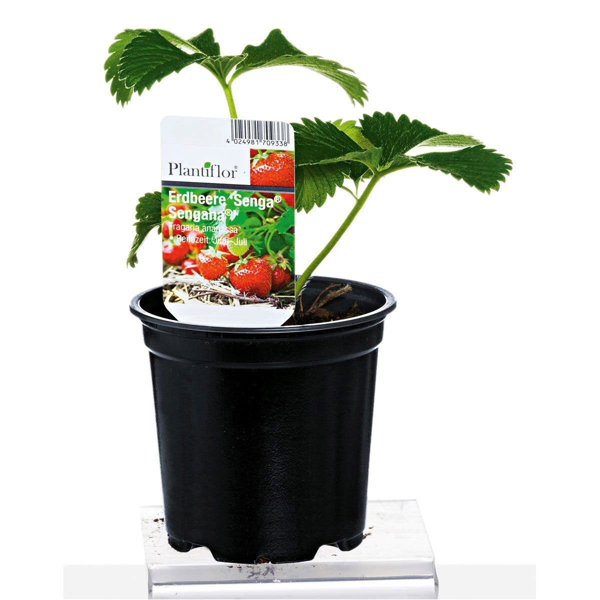 Plantiflor  Erdbeerpflanzen verschiedene Sorten Topf Durchmesser 9,5 cm Bild 1