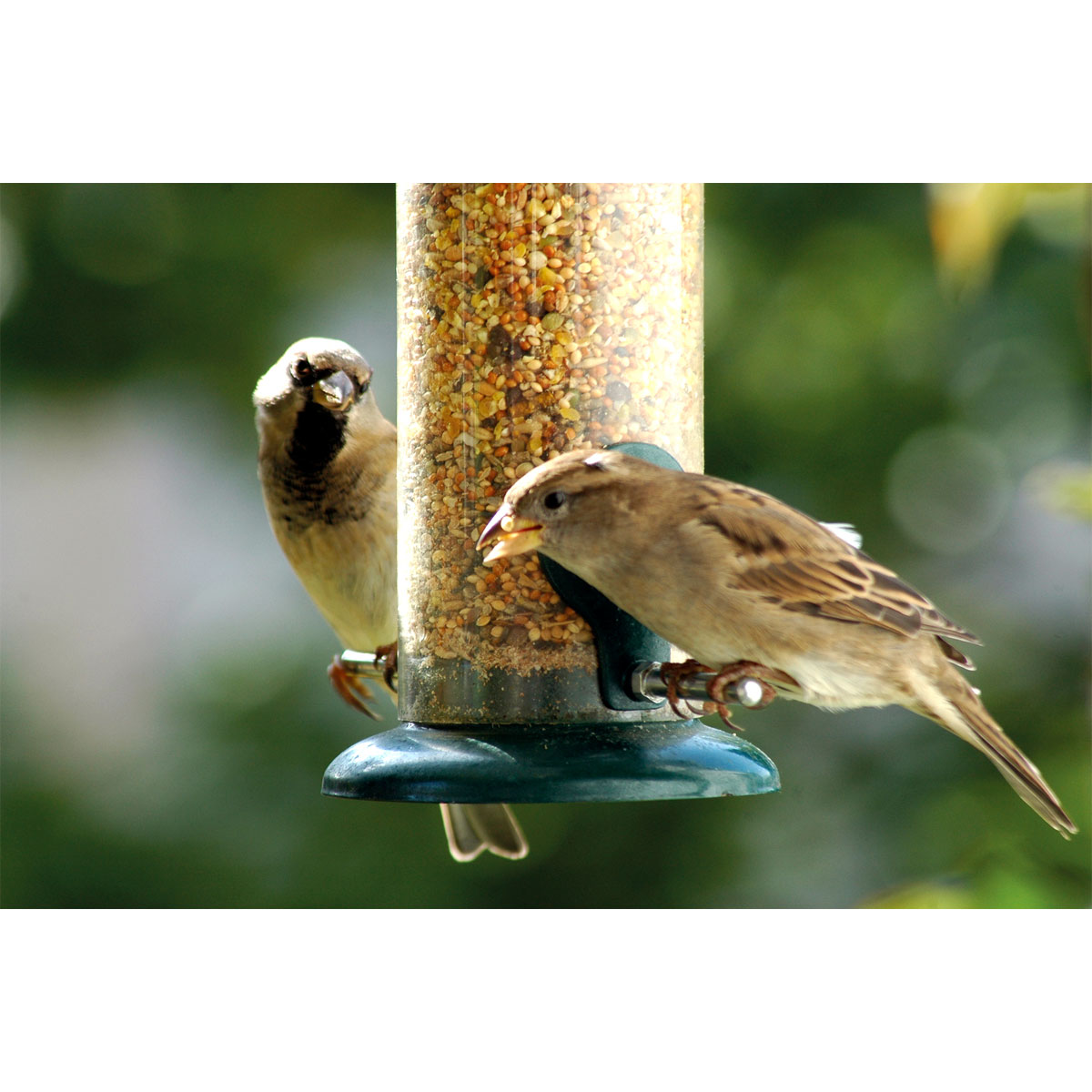 Futterspender zum Aufhängen 9,5 x 9,5 x 23 cm Metall Dunkelgrün Bild 6