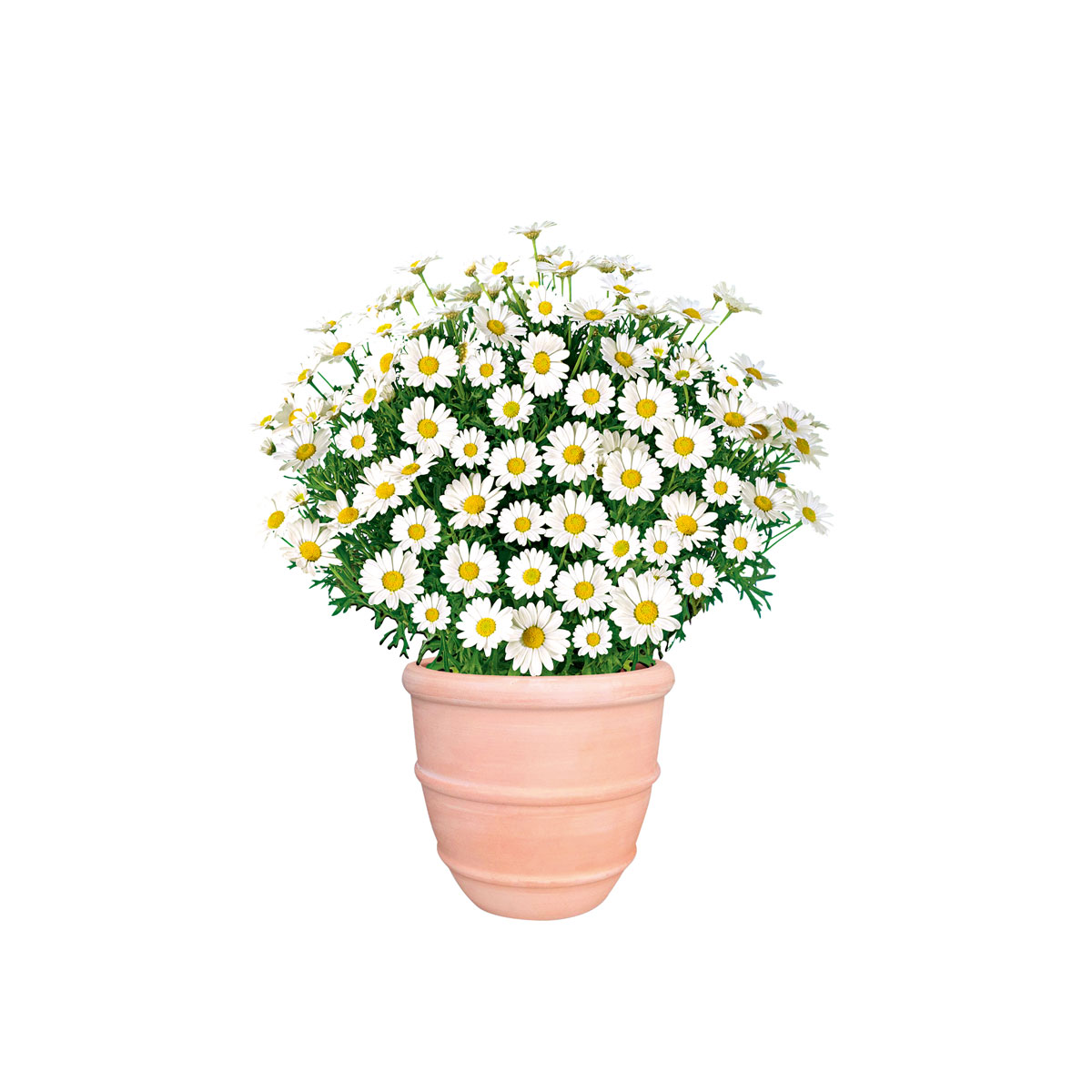 Plantiflor  Margeritenbusch weiß im Topf Durchmesser 18 cm Bild 4