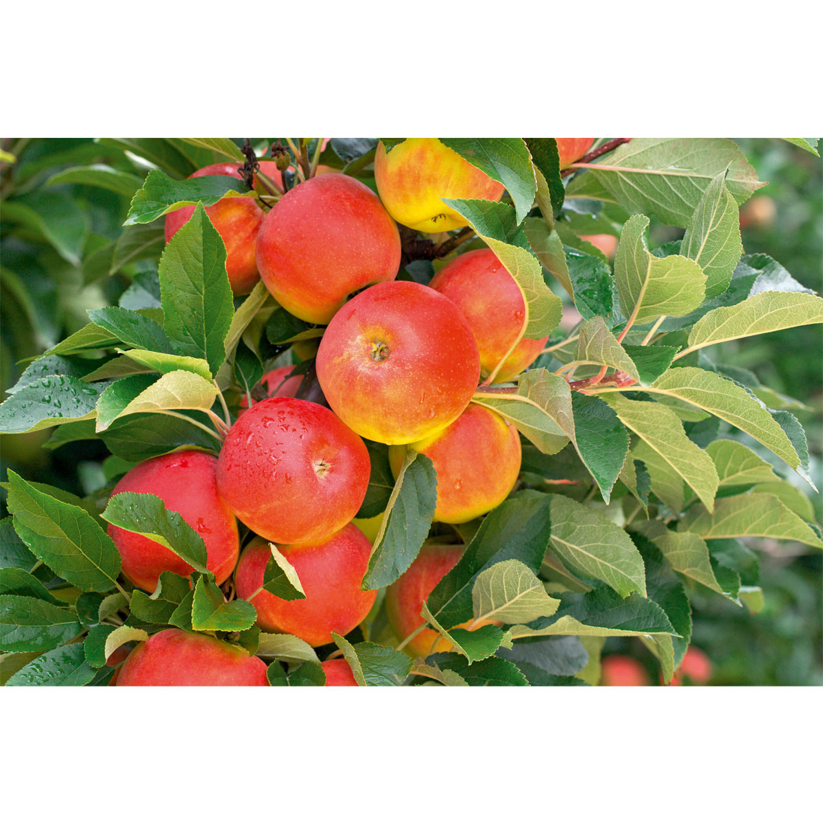 Plantiflor Herbstapfel Elstar Busch Topf Durchmesser 28 cm Bild 2