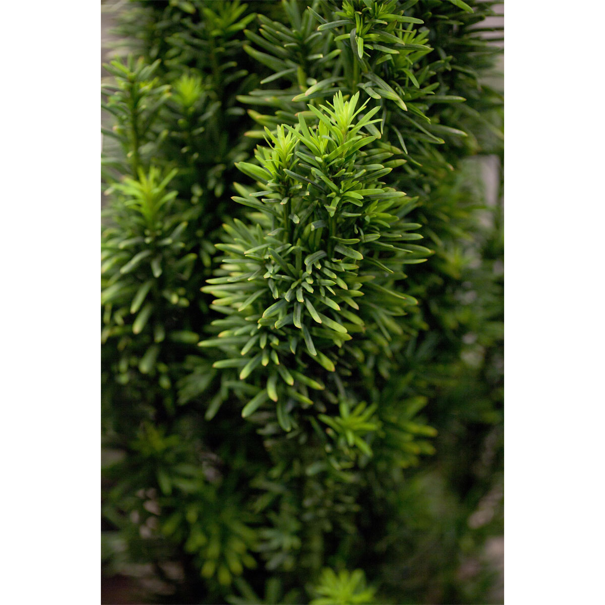 Plantiflor Grüne Säuleneibe Robusta Topf Durchmesser 17 cm