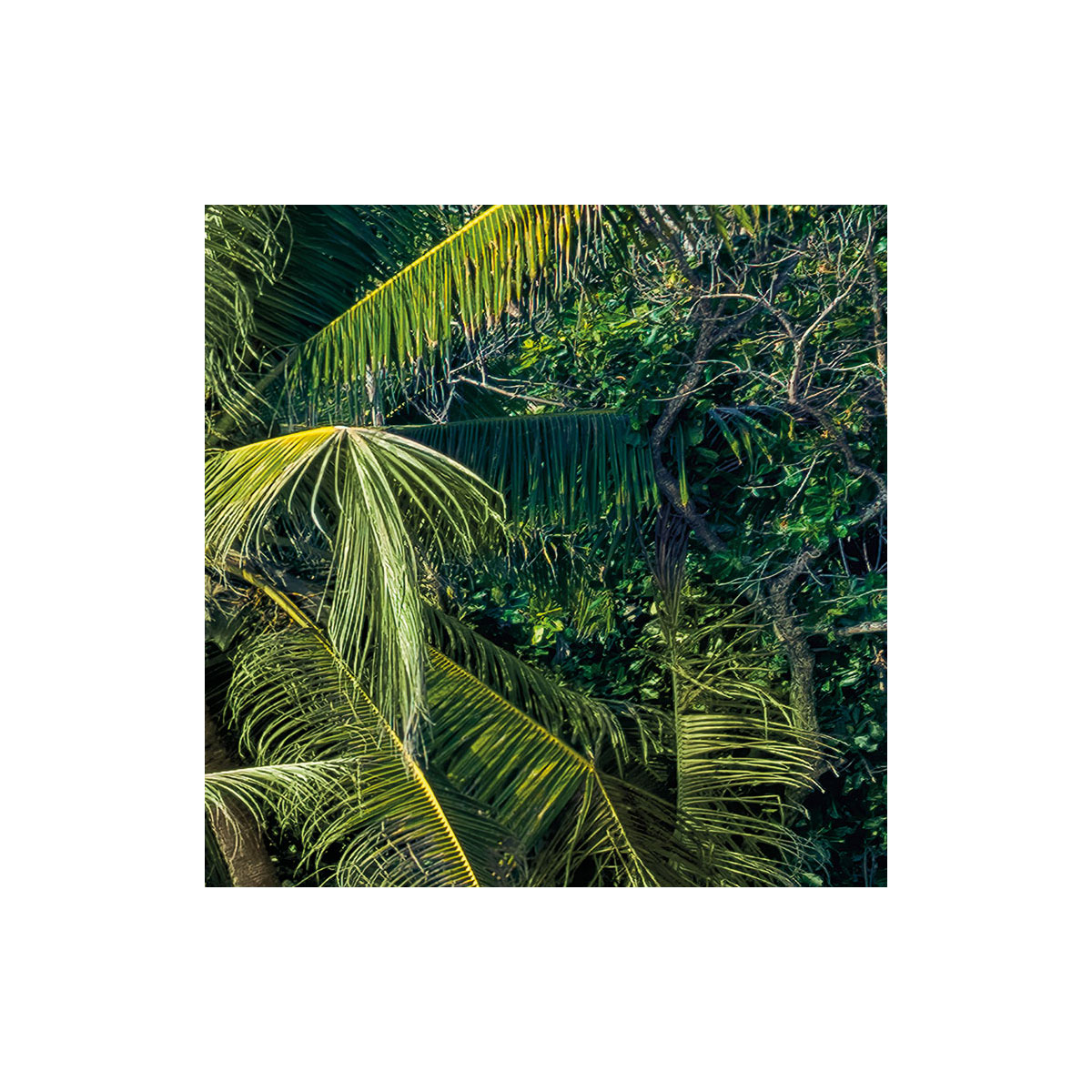 Komar  Vlies Fototapete Ozeanperle 450x280 cm Bild 8