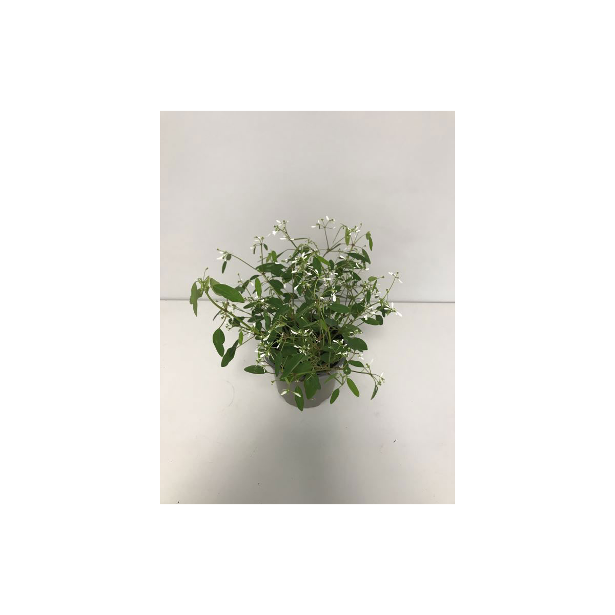 Plantiflor  Zauberschnee T12