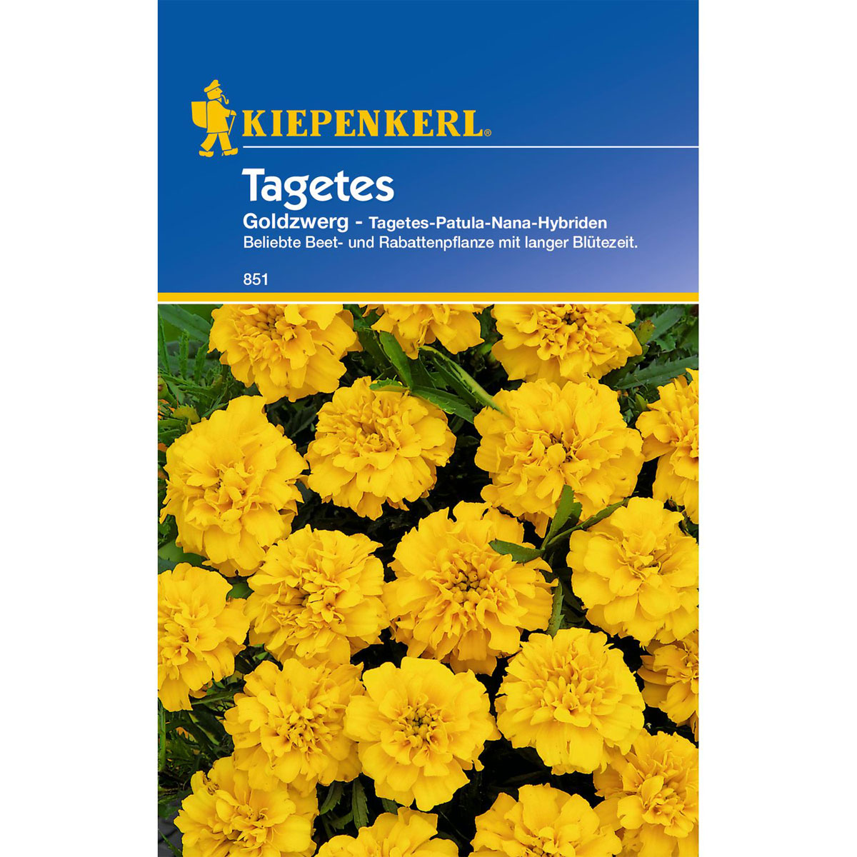 Kiepenkerl Tagetes Goldzwerg Bild 1