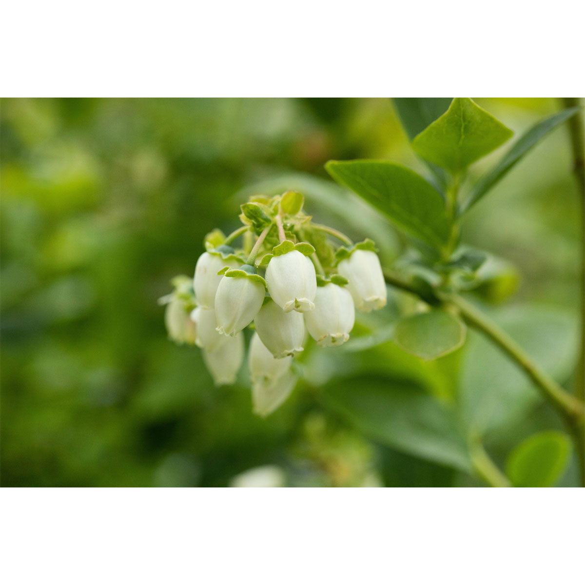 Plantiflor Heidelbeere Polarfruits Topf Durchmesser 23 cm