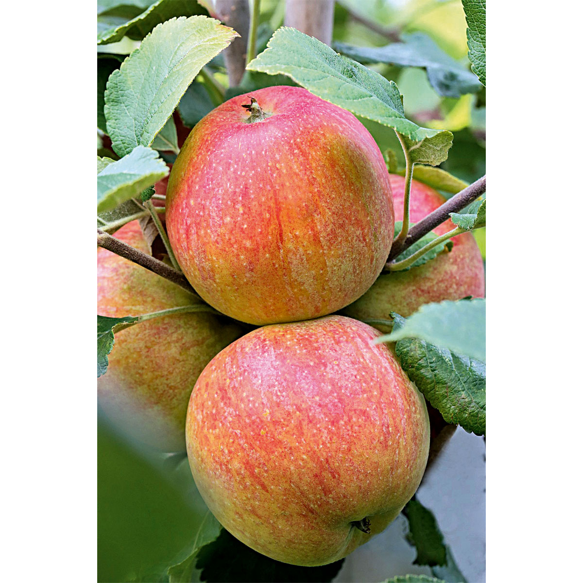 Plantiflor Apfel Alkmene Topf Durchmesser 28 cm