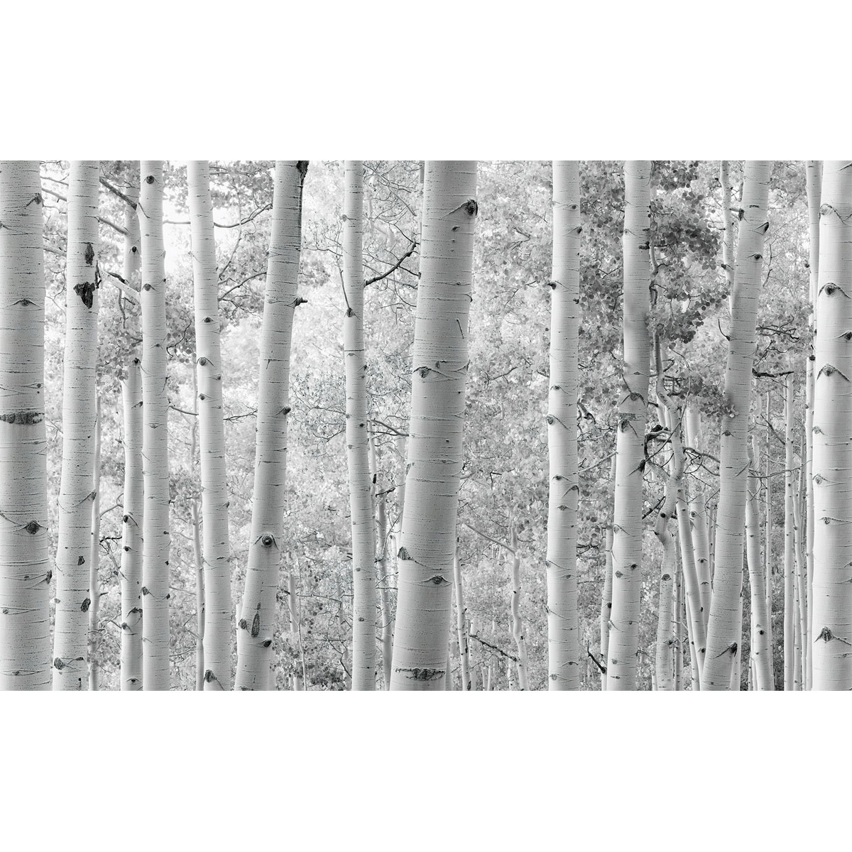Komar  Vlies Fototapete Espenwald 450x280 cm Bild 2