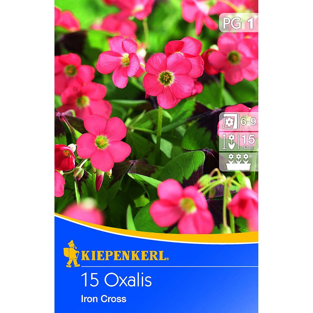 Kiepenkerl Glücksklee Oxalis rosa