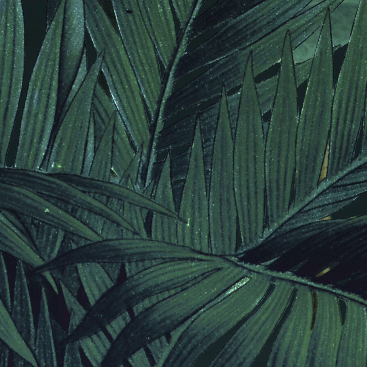 Komar  Vlies Fototapete Jungle Night 200x250 cm Bild 3