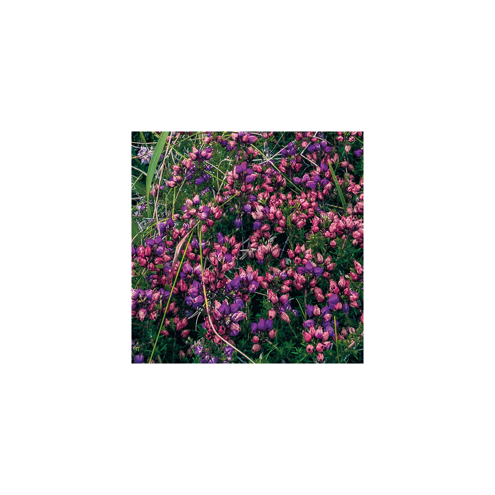 Komar  Vlies Fototapete The Blue Bay 200x250 cm Bild 6