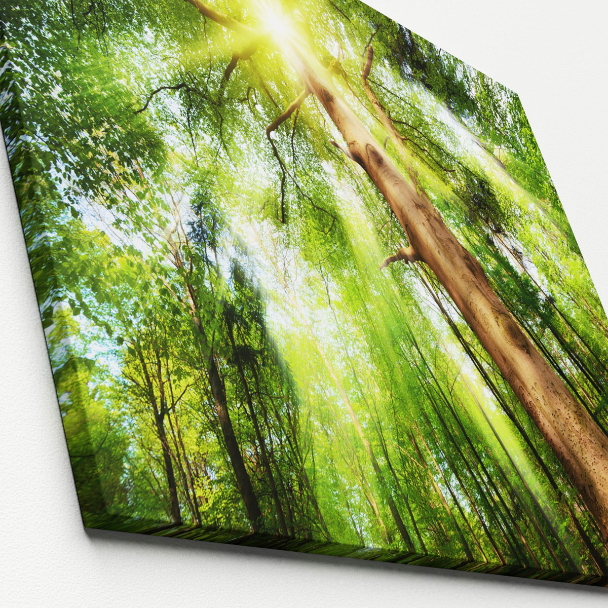 Canvas-Art Wald 60 x 80 cm Bild 2