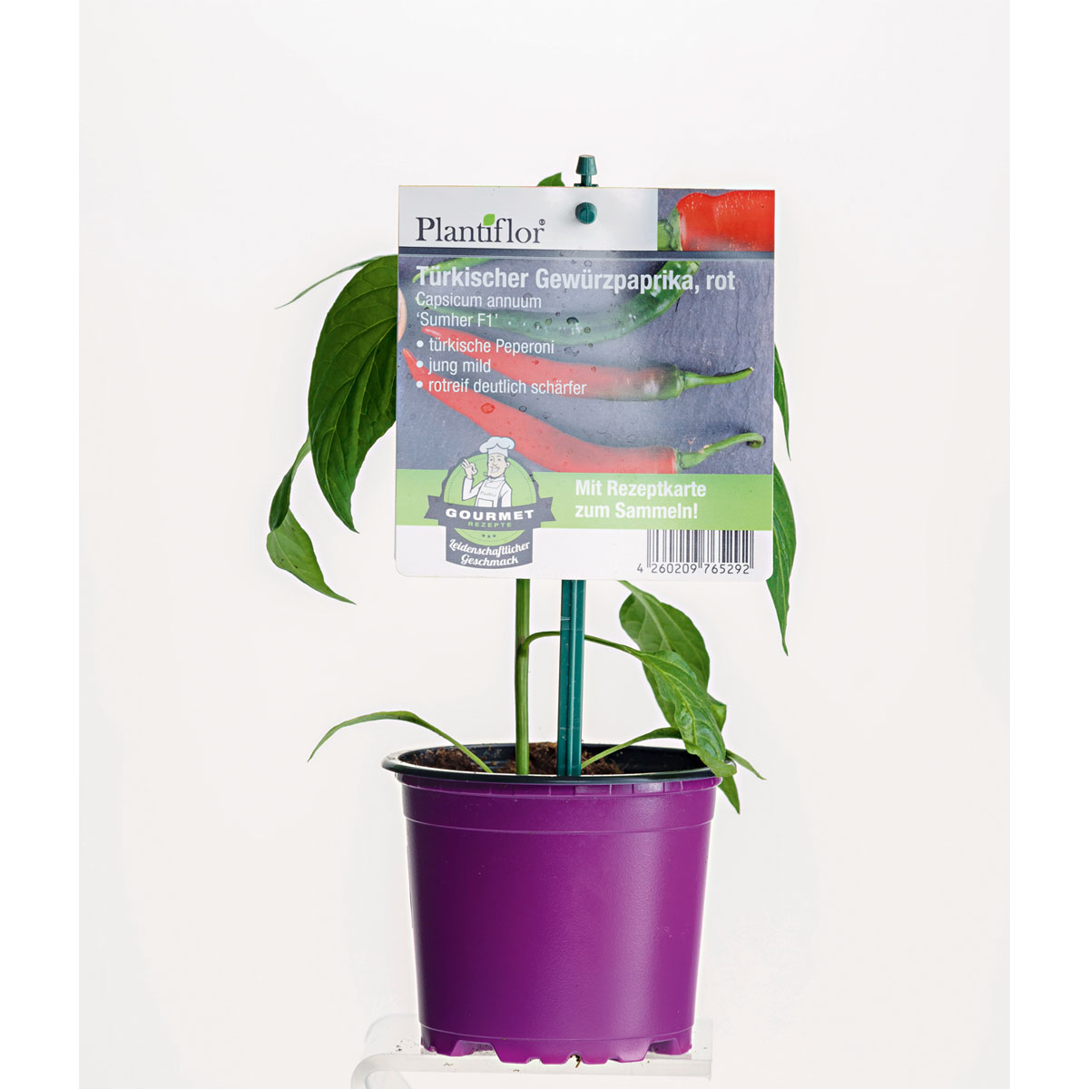 Plantiflor Gourmet Türkische Gewürzpaprika Sumher F1 rot T11 Bild 1