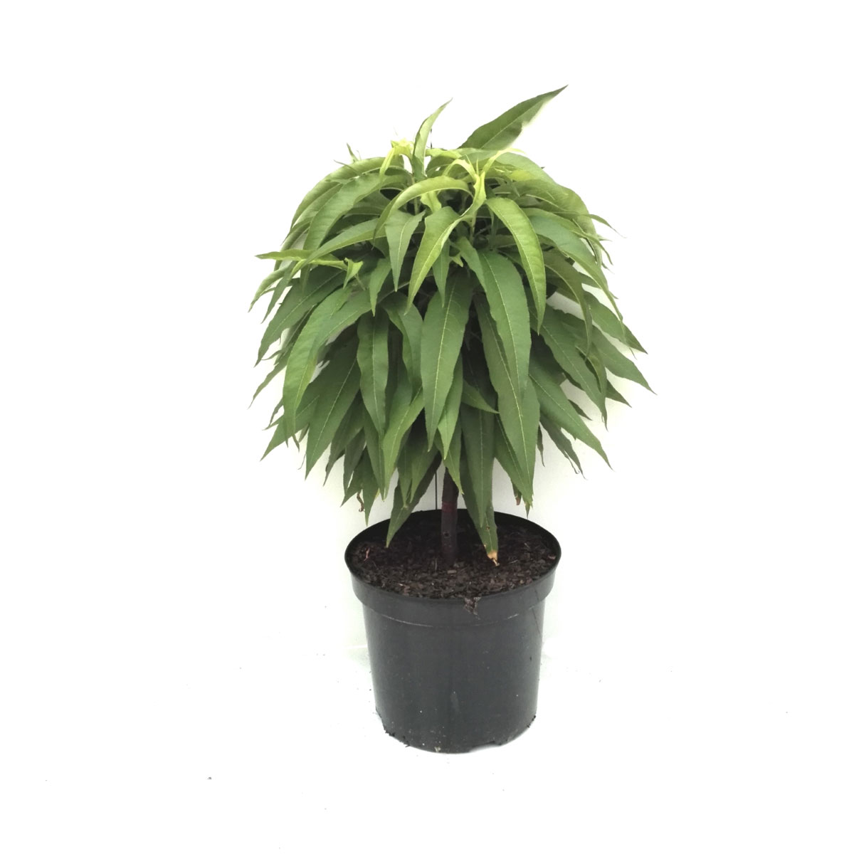 Zwergnektarine Redgold Pr Pumila