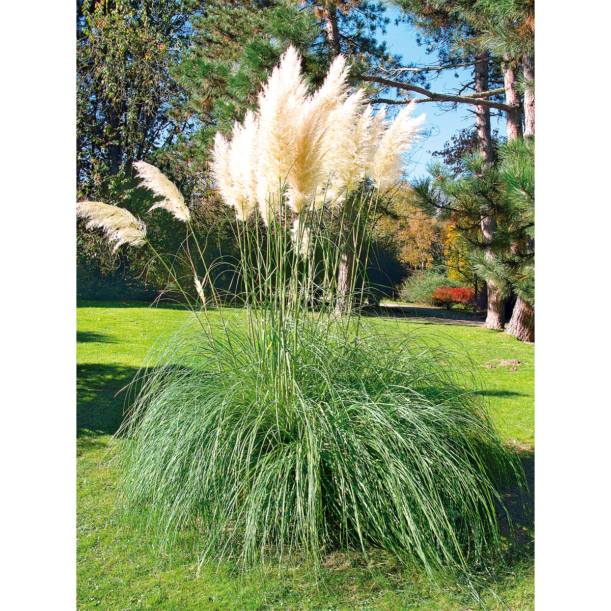 Plantiflor Kleines Pampasgras Pumila Topf Durchmesser 23 cm Bild 2