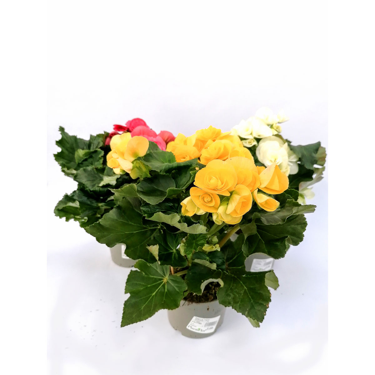 Plantiflor  Begonien-Mix T13