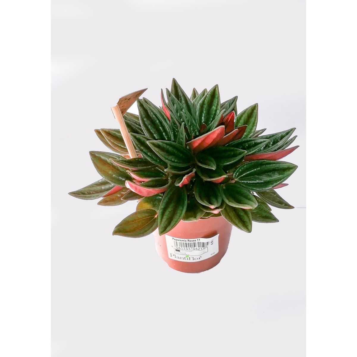 Plantiflor Zwerpfeffer Rosso T10,5