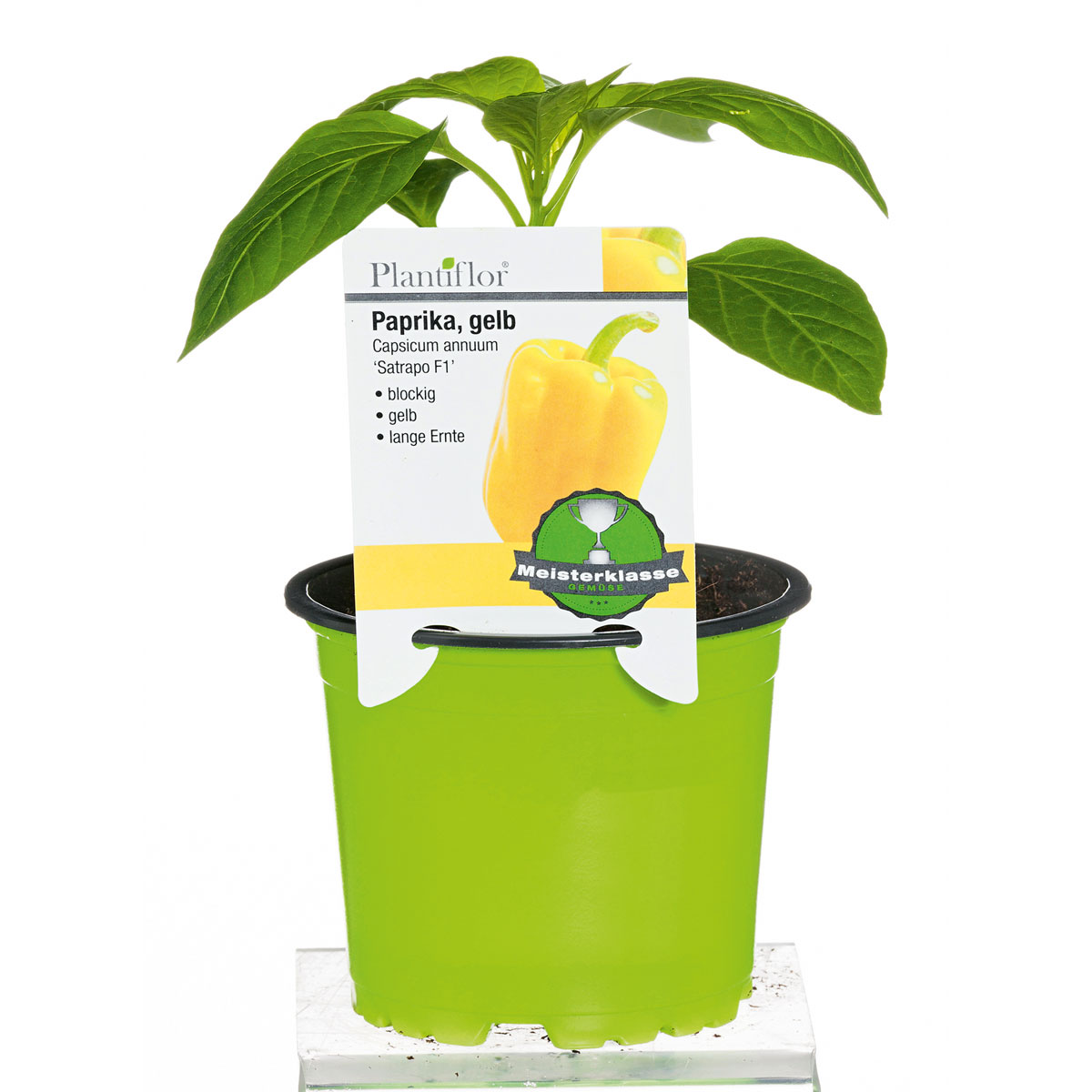 Plantiflor Meisterklasse Paprika gelb Satrapo Topf Durchmesser 11 cm