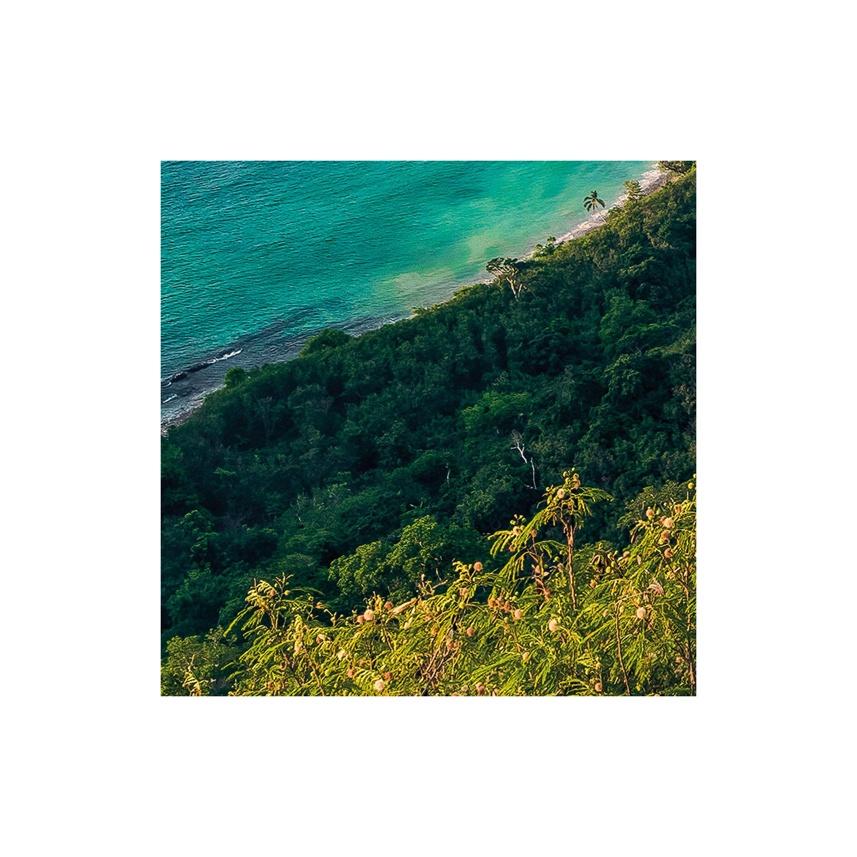 Komar  Vlies Fototapete Monkey Island 350x200 cm Bild 7