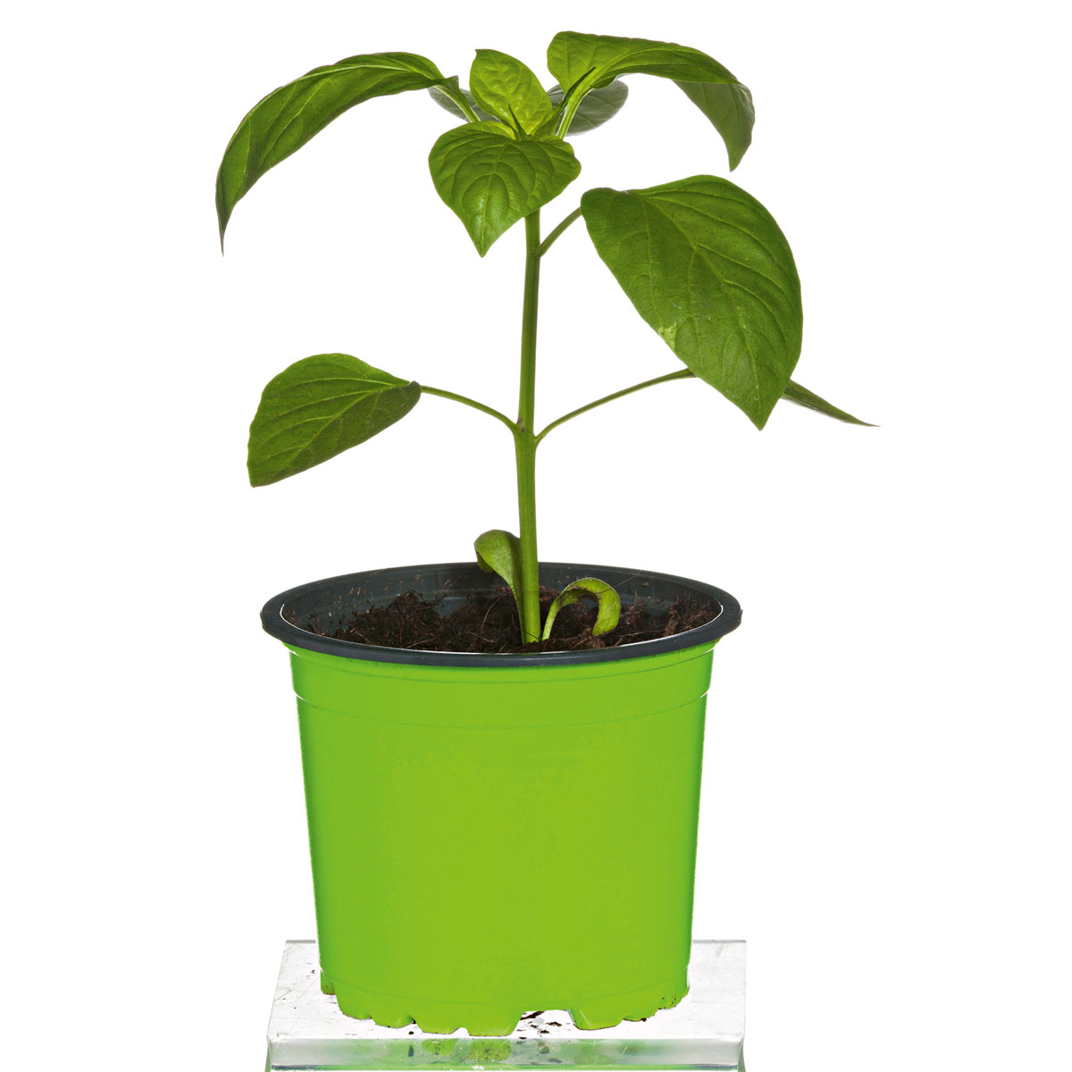 Plantiflor Meisterklasse Paprika rot Savio Topf Durchmesser 11 cm Bild 2